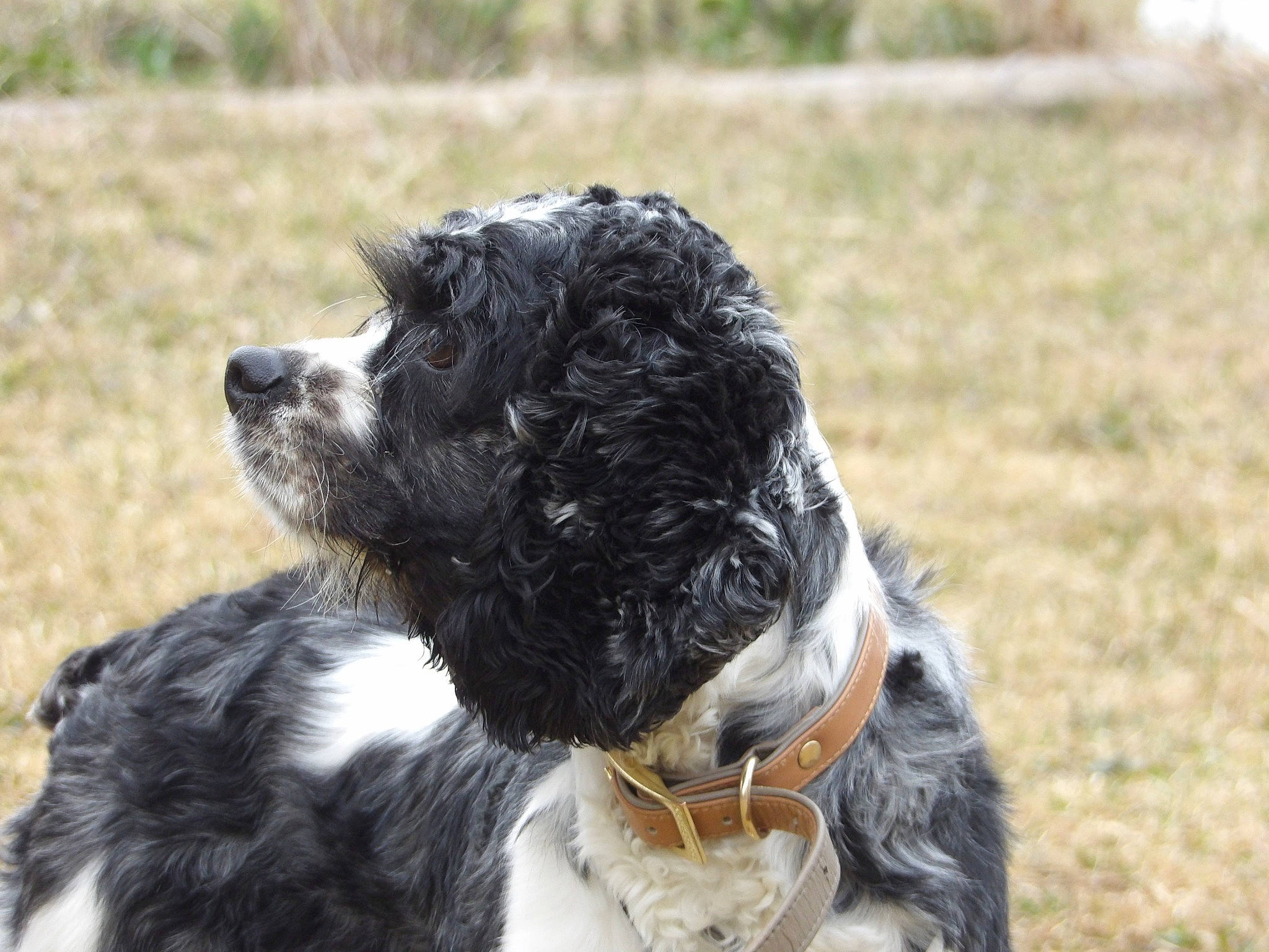 Twilight joined the competition — help win amazing prizes! canidae, carnivore, collar, companion_dog, dog, dog_breed, dog_collar, fur, grass, non_sporting_group, plant, snout, sporting_group, tail, terrestrial_animal, terrier, water_dog, working_animal, working_dog