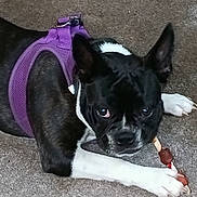 Brindle joined the competition — help win amazing prizes! animal, black_and_white, bone_treat, canine, carpet, chewing, close_up, companion, dog, domestic, ears, fur, indoor, looking_at_camera, lying_down, paws, pet, playful, purple_harness, snout