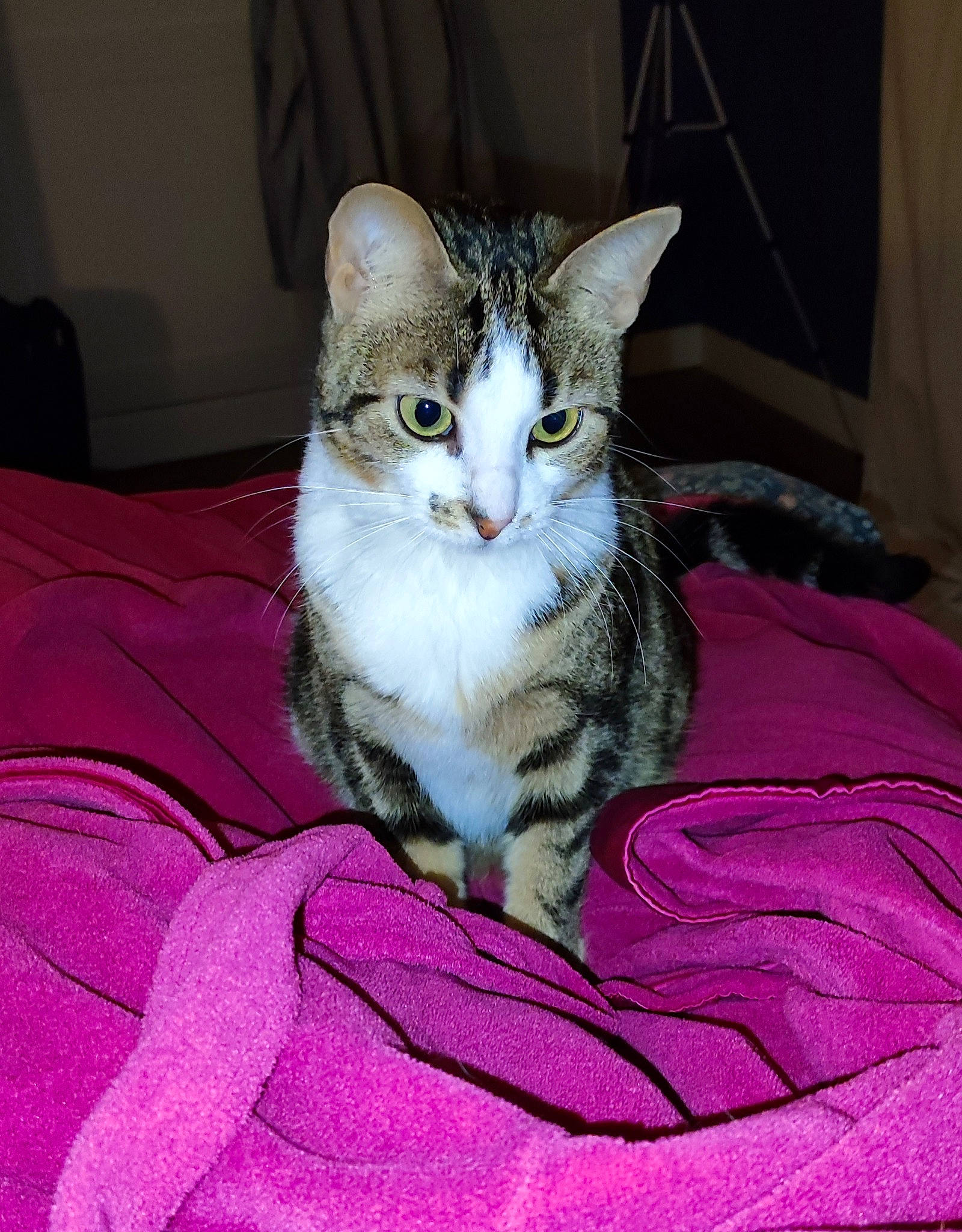 Gaufrette a rejoint le concours — aidez-le/la à gagner de superbes lots ! carnivore, cat, cat_supply, claw, comfort, curtain, domestic_short_haired_cat, door, felidae, fur, linens, magenta, paw, pink, purple, sitting, small_to_medium_sized_cats, whiskers