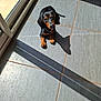Apoppy participe au concours pour gagner de l'argent avec cette photo : adorable, animal, black, brown, canine, curious, dachshund, dog, floor_tiles, glass_door, indoor, looking_up, pet, puppy, shadow, small_dog, sunbeam, sunlight, tile_floor, young_dog