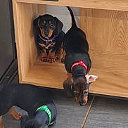 Apoppy a rejoint le concours — aidez-le/la à gagner de superbes lots ! animal, black_and_tan, collar, cubby, cute, dachshund, dog, domestic_animal, exploring, floor, indoor, pet, playing, puppy, small_dog, sniffing, three_dogs, tile_floor, wooden_shelf, young_dog