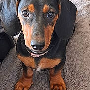 Apoppy participe au concours pour gagner de l'argent avec cette photo : dachshund, puppy, dog, pet, close_up, sitting, blanket, brown, black, cute, ears, nose, fur, animal, young, indoor, looking_up, soft_texture, collar, adorable