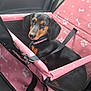 dog, dachshund, puppy, pet_car_seat, pink, seatbelt, black, tan, car_interior, mesh, collar, animal, cute, pet, sitting, looking, fur, ears, snout, indoor