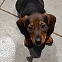 Lim a rejoint le concours — aidez-le/la à gagner de superbes lots ! puppy, dog, dachshund, pet, animal, floor, tile, shadow, cute, looking_up, ears, brown, black, small, indoor, adorable, fur, canine, companion, young