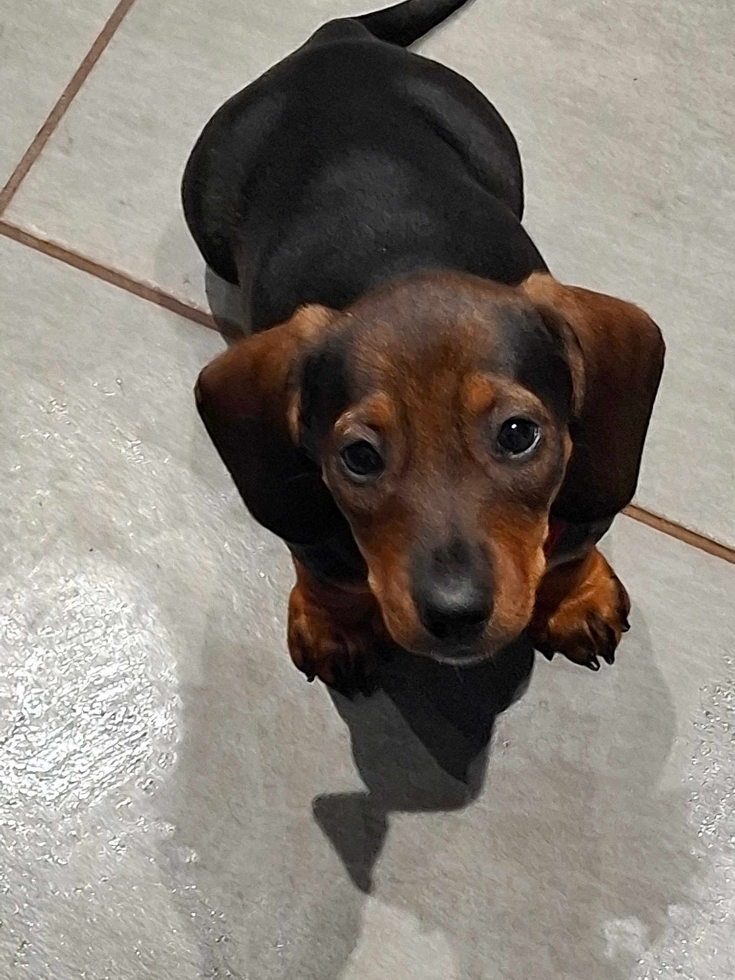 Lim a rejoint le concours — aidez-le/la à gagner de superbes lots ! puppy, dog, dachshund, pet, animal, floor, tile, shadow, cute, looking_up, ears, brown, black, small, indoor, adorable, fur, canine, companion, young