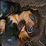 Lim participe au concours pour gagner de l'argent avec cette photo : puppy, dog, black_and_tan, lying_down, paw, tongue, blanket, furry, cute, young, snuggling, sleepy, playful, animal, pet, closeup, indoors, soft, resting, adorable