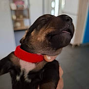 Lim a rejoint le concours — aidez-le/la à gagner de superbes lots ! puppy, dog, red_collar, close_up, indoor, pet, young_dog, black_fur, brown_fur, cute, animal, hand_holding, small, adorable, face, blurred_background, tongue, sleepy, domestic_animal, fur