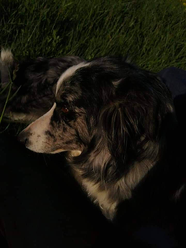 Gala a rejoint le concours — aidez-le/la à gagner de superbes lots ! border_collie, canidae, carnivore, dog, dog_breed, french_spaniel, fur, setter, small_munsterlander, snout, sporting_group, stabyhoun