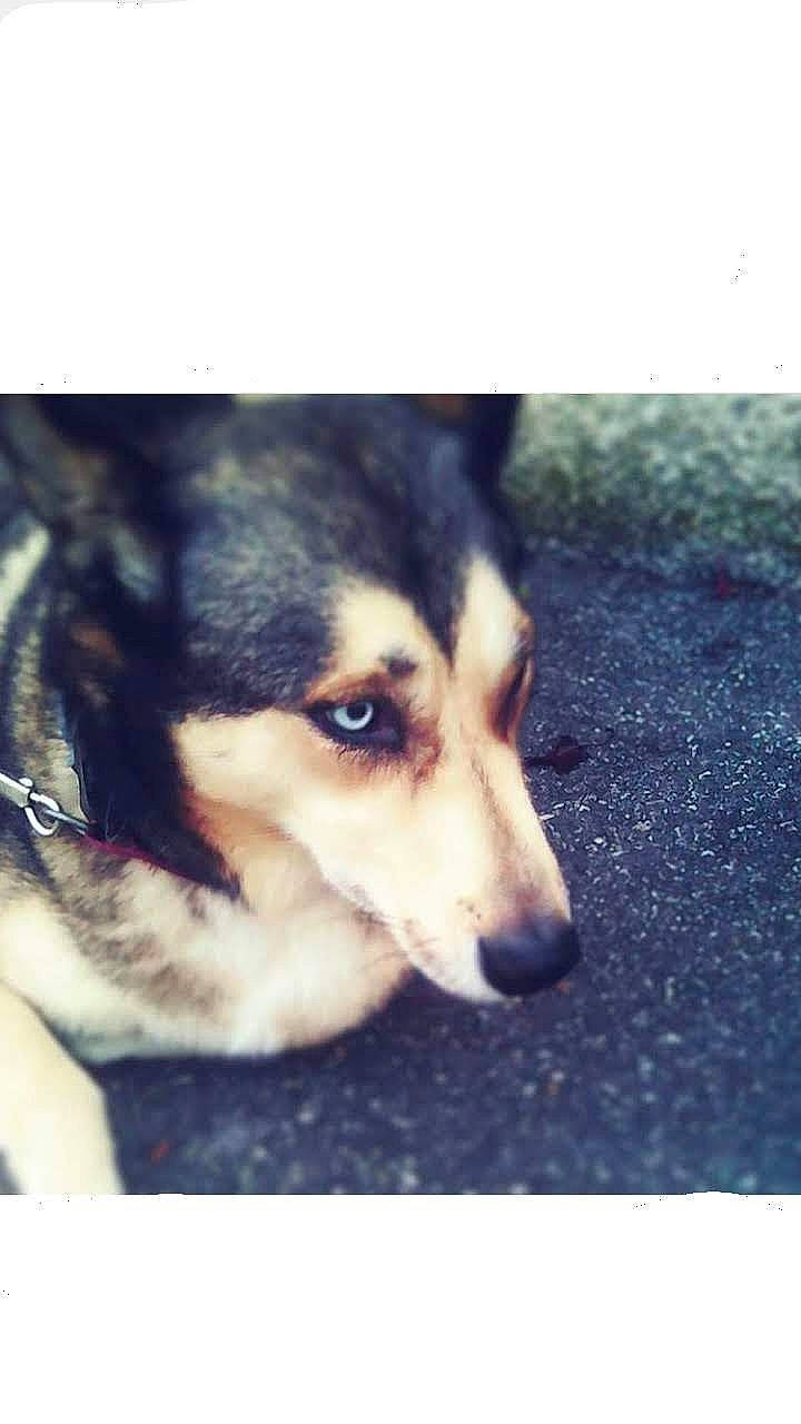 Gana participe au concours pour gagner de l'argent avec cette photo : canidae, carnivore, companion_dog, dog, dog_breed, electric_blue, eye, fur, happy, jaw, recreation, rectangle, siberian_husky, sky, sled_dog, snout, sporting_group, terrestrial_animal, whiskers, working_dog