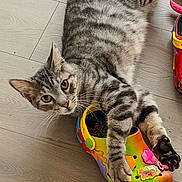 Tigger is registered to the contest to win money with this photo: cat, tabby_cat, striped_fur, pet, feline, animal, green_eyes, whiskers, ears, paws, claws, lying_down, playful, curious, colorful_shoe, sandal, toy, wood_floor, indoor, closeup