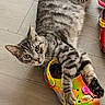 cat, tabby_cat, striped_fur, pet, feline, animal, green_eyes, whiskers, ears, paws, claws, lying_down, playful, curious, colorful_shoe, sandal, toy, wood_floor, indoor, closeup