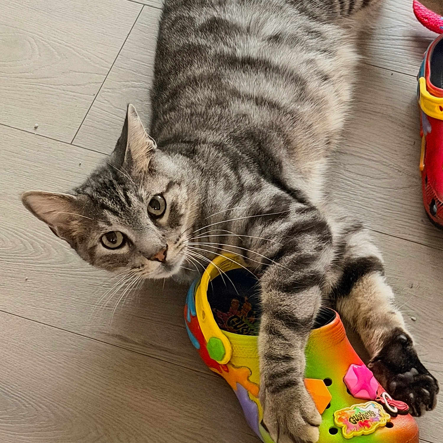 Tigger is registered to the contest to win money with this photo: cat, tabby_cat, striped_fur, pet, feline, animal, green_eyes, whiskers, ears, paws, claws, lying_down, playful, curious, colorful_shoe, sandal, toy, wood_floor, indoor, closeup