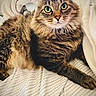 Smokey is registered to the contest to win money with this photo: cat, cats, tabby, fluffy, long_hair, green_eyes, animal, pet, feline, whiskers, paws, lying_down, bed, blanket, bedding, bedroom, cozy, indoor, close_up, portrait