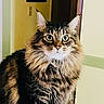 Smokey joined the competition — help win amazing prizes! cat, tabby_cat, fluffy, long_hair, whiskers, green_eyes, sitting, portrait, indoors, home, hallway, doorway, wall, framed_picture, light_switch, pet, animal, fur, alert, phone_screenshot
