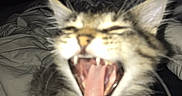 Smokey joined the competition — help win amazing prizes! kitten, cat, yawning, open_mouth, tongue, teeth, whiskers, ears, fur, tabby, fluffy, animal, pet, bedroom, bed, blanket, blue_blanket, indoors, flash_photography, portrait