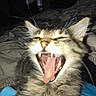 kitten, cat, yawning, open_mouth, tongue, teeth, whiskers, ears, fur, tabby, fluffy, animal, pet, bedroom, bed, blanket, blue_blanket, indoors, flash_photography, portrait