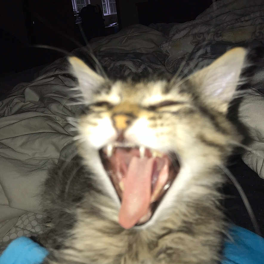 Smokey joined the competition — help win amazing prizes! kitten, cat, yawning, open_mouth, tongue, teeth, whiskers, ears, fur, tabby, fluffy, animal, pet, bedroom, bed, blanket, blue_blanket, indoors, flash_photography, portrait