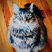 Smokey joined the competition — help win amazing prizes! cat, fluffy_cat, long_hair, tabby, pet, animal, sitting, indoors, wooden_floor, wood_grain, portrait, front_view, blue_eyes, whiskers, fur, ears, tail, camera_gaze, smartphone_screenshot, photo_gallery