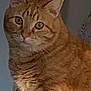 Archibald is registered to the contest to win money with this photo: animal, background, cat, closeup, curious, domestic_cat, ears, eyes, face, feline, fur, indoor, looking, mammal, orange_tabby, pet, portrait, soft_light, striped, whiskers