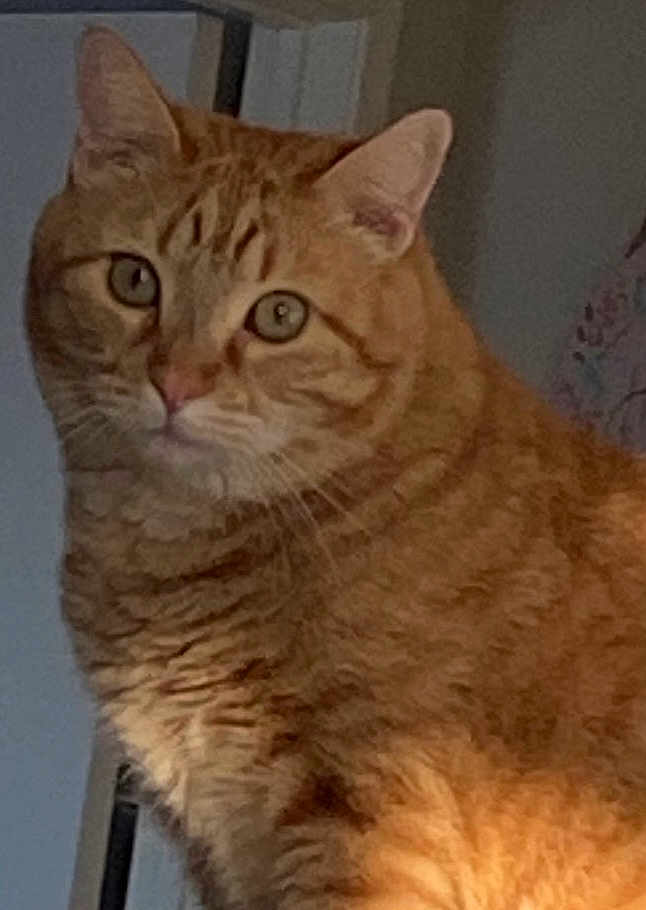 Archibald