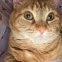 Archibald is registered to the contest to win money with this photo: animal, cat, close_up, curious, cute, domestic_cat, ears, feline, fur, ginger_cat, green_eyes, indoor, nose, paw, pet, portrait, resting, soft_texture, tabby, whiskers