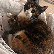 Olive is registered to the contest to win money with this photo: cat, calico_cat, pet, feline, animal, domestic_animal, fur, whiskers, blanket, cozy, indoor, resting, cute, curious, pink_nose, ears, tail, soft_texture, home, relaxed