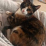 cat, calico_cat, pet, feline, animal, domestic_animal, fur, whiskers, blanket, cozy, indoor, resting, cute, curious, pink_nose, ears, tail, soft_texture, home, relaxed