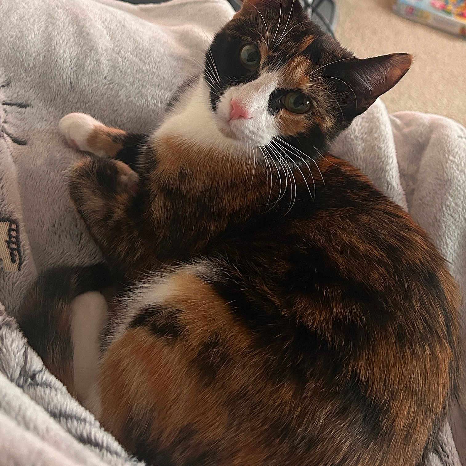 Olive is registered to the contest to win money with this photo: cat, calico_cat, pet, feline, animal, domestic_animal, fur, whiskers, blanket, cozy, indoor, resting, cute, curious, pink_nose, ears, tail, soft_texture, home, relaxed