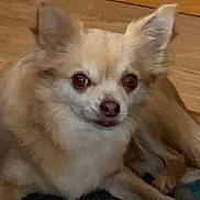Angie a rejoint le concours — aidez-le/la à gagner de superbes lots ! animal, brown, canine, close_up, companion, cute, dog, domestic, ears, eyes, face, floor, fluffy, fur, indoor, pet, resting, small_dog, white, wooden_floor