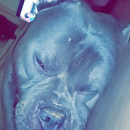 Phantom a rejoint le concours — aidez-le/la à gagner de superbes lots ! american_pit_bull_terrier, canidae, carnivore, dog, dog_breed, ear, jaw, mouth, non_sporting_group, nose, pit_bull, snout, sporting_group, weimaraner