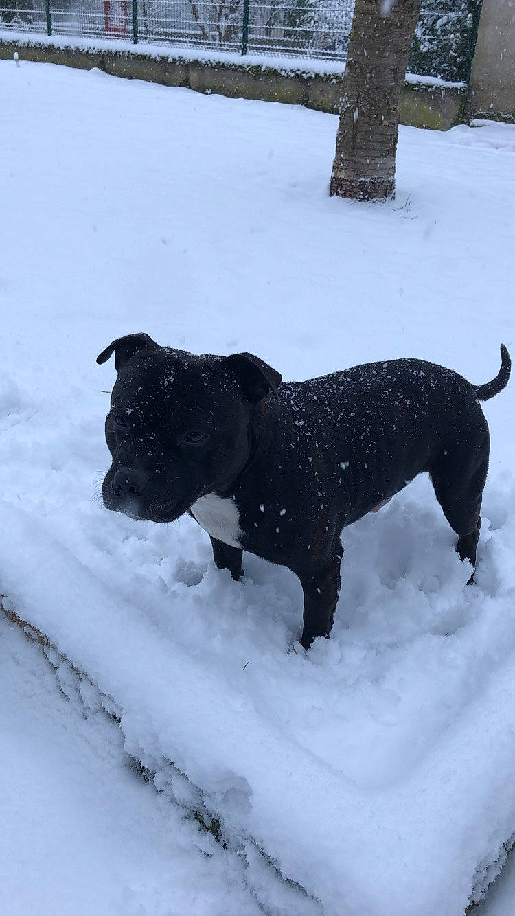 Iron a rejoint le concours — aidez-le/la à gagner de superbes lots ! canidae, carnivore, dog, dog_breed, guard_dog, snout, snow, sporting_group, winter