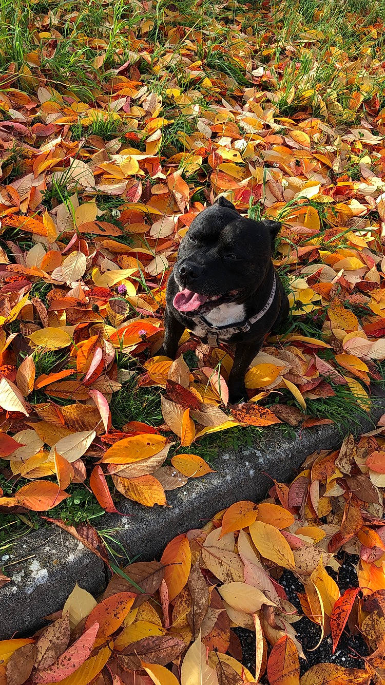 Iron participe au concours pour gagner de l'argent avec cette photo : autumn, canidae, carnivore, deciduous, leaf, sporting_group