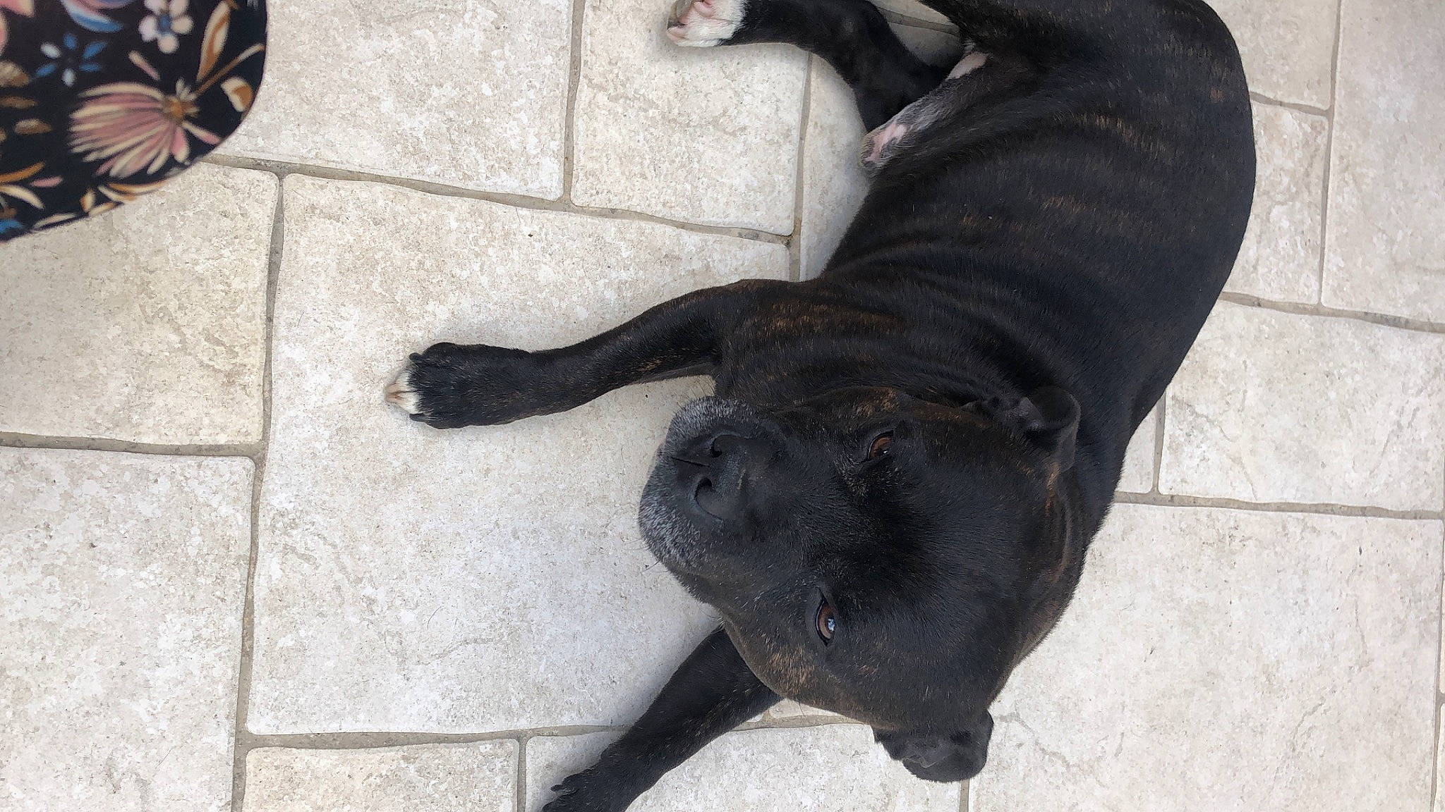 Iron participe au concours pour gagner de l'argent avec cette photo : american_pit_bull_terrier, bandog, borador, cane_corso, canidae, carnivore, companion_dog, dog, dog_breed, guard_dog, non_sporting_group, snout, sporting_group, staffordshire_bull_terrier, tail