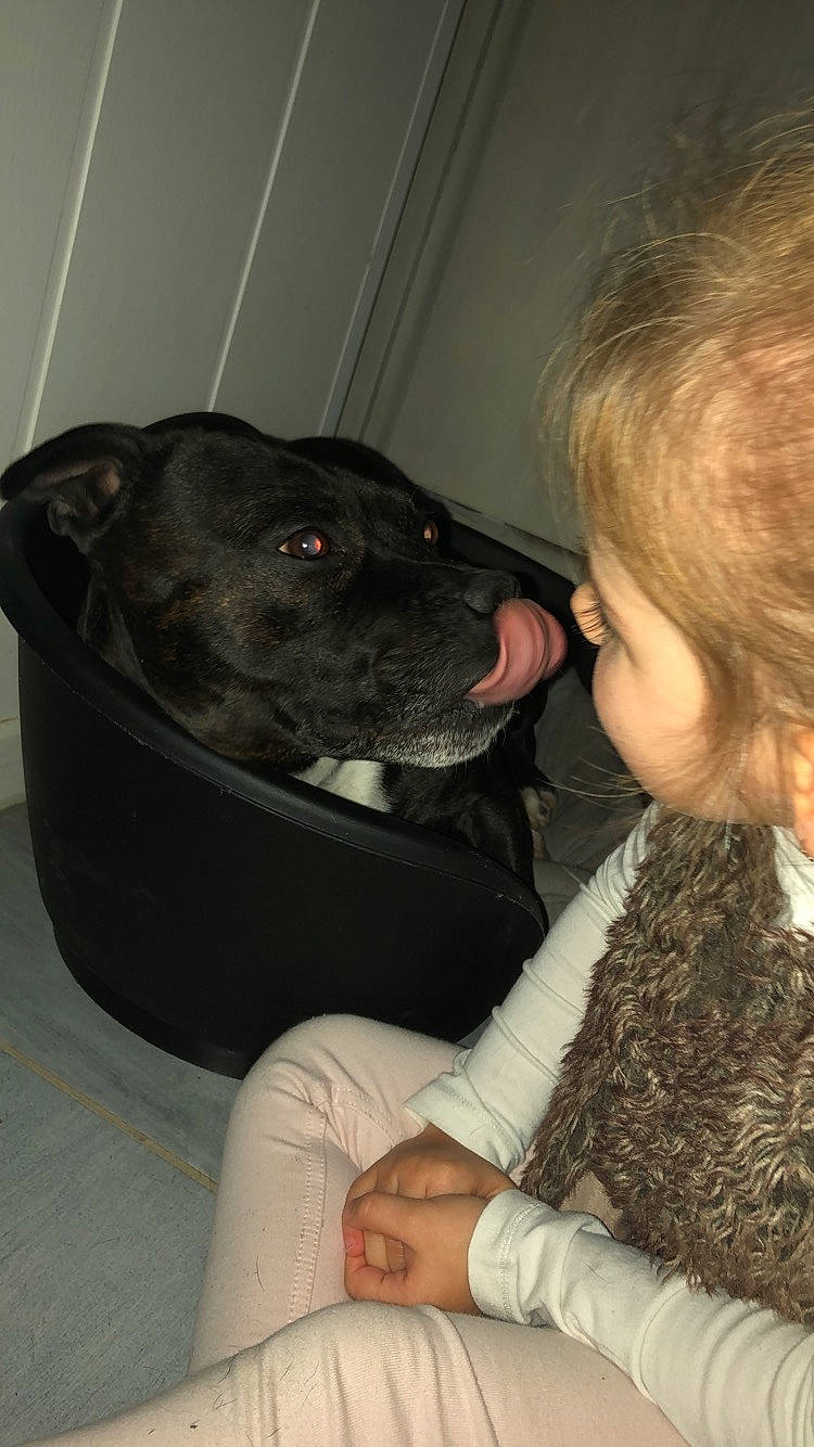 Iron a rejoint le concours — aidez-le/la à gagner de superbes lots ! bandog, canidae, carnivore, companion_dog, dog, dog_breed, ear, fawn, patterdale_terrier, snout, sporting_group, staffordshire_bull_terrier