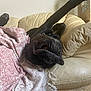dog, black_dog, couch, leather, blanket, pink, white, relaxed, upside_down, paw, snout, indoor, home, pet, canine, fur, sleeping, cozy, living_room, resting