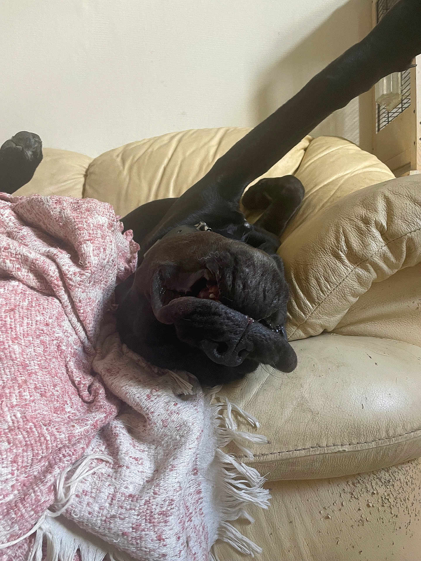 Azzaro a rejoint le concours — aidez-le/la à gagner de superbes lots ! dog, black_dog, couch, leather, blanket, pink, white, relaxed, upside_down, paw, snout, indoor, home, pet, canine, fur, sleeping, cozy, living_room, resting