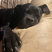 Azzaro participe au concours pour gagner de l'argent avec cette photo : dog, black_dog, sleeping, paw, leather_couch, close_up, relaxing, cozy, indoor, pet, animal, resting, canine, fur, napping, snout, ears, home, domestic, comfort