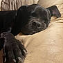 dog, black_dog, sleeping, paw, leather_couch, close_up, relaxing, cozy, indoor, pet, animal, resting, canine, fur, napping, snout, ears, home, domestic, comfort