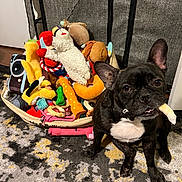Rollie is registered to the contest to win money with this photo: dog, french_bulldog, toy, dog_toy, basket, carpet, indoor, pet, animal, black_and_white, cute, playful, chew_toy, stuffed_toy, colorful, floor, ears, pet_toys, domestic_animal, home