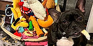 Rollie is registered to the contest to win money with this photo: animal, basket, black_and_white, carpet, chew_toy, colorful, cute, dog, dog_toy, domestic_animal, ears, floor, french_bulldog, home, indoor, pet, pet_toys, playful, stuffed_toy, toy