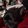 dog, sleeping, black_dog, blanket, red_blanket, pink_blanket, couch, pillow, patterned_pillow, indoor, pet, resting, closeup, cozy, fur, ears, snout, home, relaxation, nap