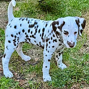 Tyson is registered to the contest to win money with this photo: dalmatian, puppy, dog, animal, pet, grass, outdoor, spots, white, black, ears, tail, nature, young, cute, mammal, fur, standing, ground, canine