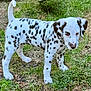 dalmatian, puppy, dog, animal, pet, grass, outdoor, spots, white, black, ears, tail, nature, young, cute, mammal, fur, standing, ground, canine