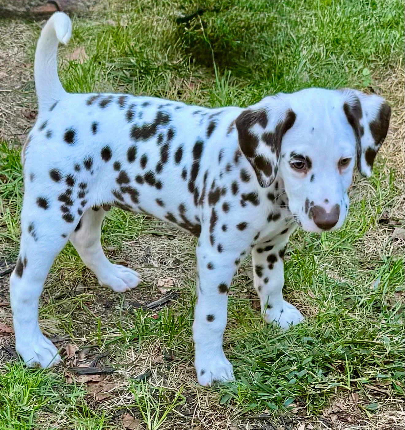 Tyson