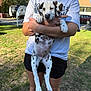 Tyson joined the competition — help win amazing prizes! dalmatian, puppy, dog, person, holding, outdoor, grass, trees, shorts, tshirt, spotted_coat, sunny, daytime, pets, canine, animal, nature, casual_clothing, backyard, relaxed