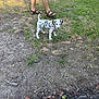 Tyson is registered to the contest to win money with this photo: dalmatian, puppy, dog, grass, dirt, person, shorts, sandals, outdoor, summer, pet, young_dog, animal, nature, walking, legs, greenery, playful, spotty, curious