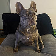 Teddy Bear joined the competition — help win amazing prizes! dog, french_bulldog, pet, indoor, couch, gray_couch, black_cushion, seated, animal, ears, portrait, looking, alert, fur, whiskers, face, snout, home, wall, framed_picture
