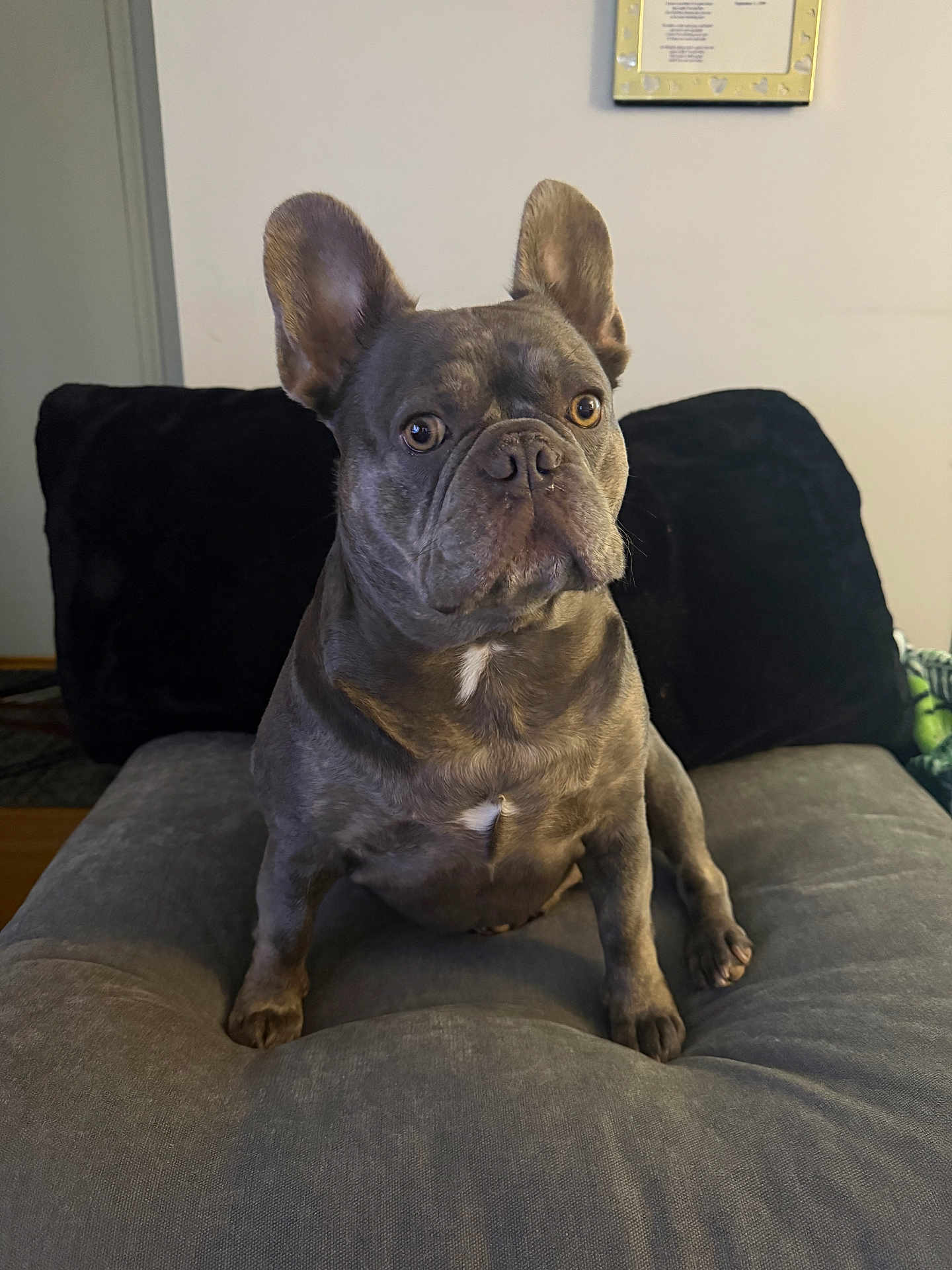 Teddy Bear joined the competition — help win amazing prizes! dog, french_bulldog, pet, indoor, couch, gray_couch, black_cushion, seated, animal, ears, portrait, looking, alert, fur, whiskers, face, snout, home, wall, framed_picture