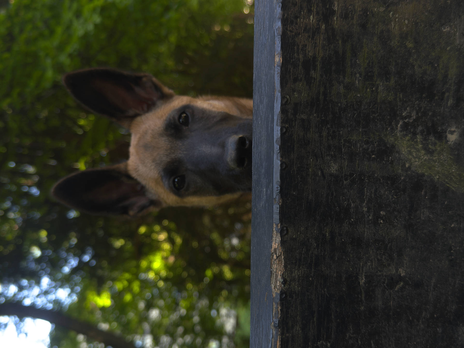 Kaïa participe au concours pour gagner de l'argent avec cette photo : animal, background, canine, closeup, curious, daylight, dog, ears, face, fence, greenery, leaf, nature, outdoor, peeking, pet, portrait, snout, tree, wood