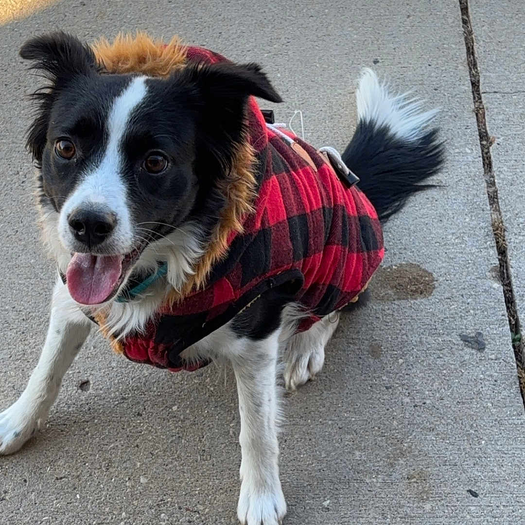 Ollie is registered to the contest to win money with this photo: accessories, animal, canine, clothing, coat, collie, dog, face, footwear, head, hound, jacket, leash, path, pet, puppy, shoe, sidewalk, slate, strap